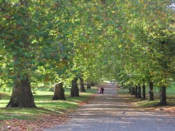Hyde Park in November