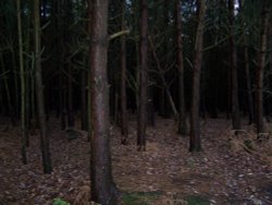 Dense forest woodland at Delamere