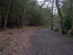 One of the many walkways through Delamere Forest
