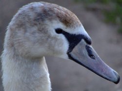 Beautiful young mute swan....cygnus olor