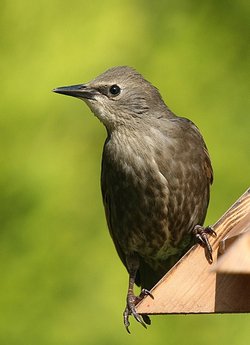 Starling