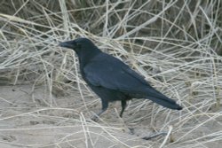 Carrion Crow. Wallpaper