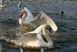 Mute Swans. Wallpaper