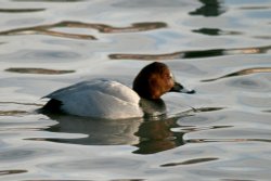 Pochard, Male. Wallpaper