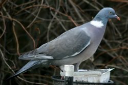 Woodpigeon. Wallpaper