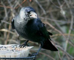 Jackdaw. Wallpaper