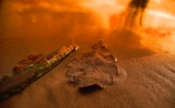 Golden leaf Wallpaper