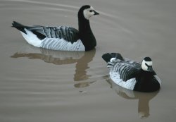 Barnacle Goose Wallpaper