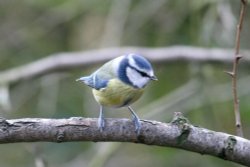 Blue Tit