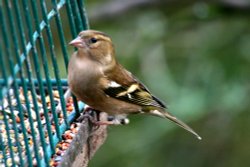 Chaffinch Female Wallpaper