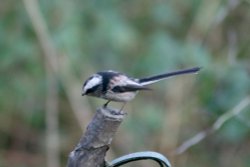 Long Tailed Tit Wallpaper