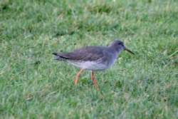 Redshank. Wallpaper