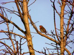 Robin