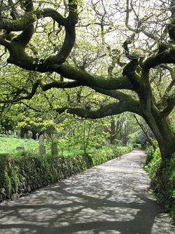 Cemetery near St. Euny Church Redruth