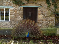 Obliging peacock, Elsfield, near Oxford Wallpaper