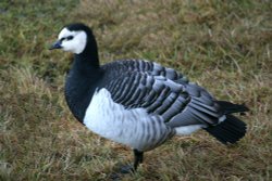 Barnacle Goose. Wallpaper