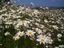 The Daisy field