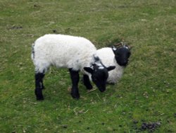 Lovely lambs