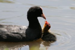 Moorhen and Chick