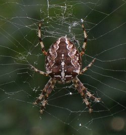 The Female Cross Spider