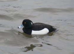 Tufted Duck Wallpaper