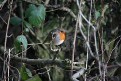 Robin in Hawthorn Wood.
