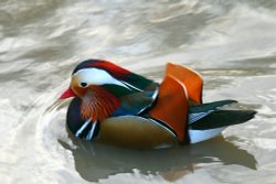 Mandering Drakes. Wallpaper