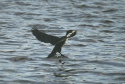 A Cormorant lands on the Tyne. Wallpaper