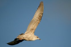 Immature Herring Gull Wallpaper