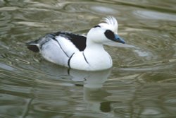 Smew Wallpaper