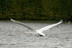 Mute Swan. Wallpaper