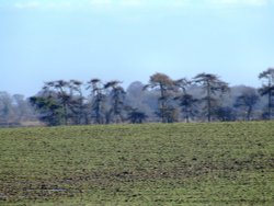 Windswept trees, Grantham Wallpaper