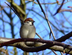 Tree sparrow....passer montanus Wallpaper