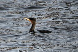 Cormorant. Wallpaper