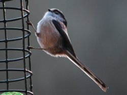 Long tailed tit at Woodchester Park Wallpaper