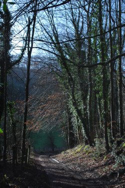 Woodchester park