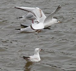 Gull in a hover