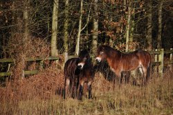 Horses at Saltwells