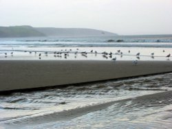 Seagulls  on the Sand Wallpaper