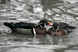 Wood Duck and friend. Wallpaper