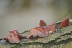 Fungi