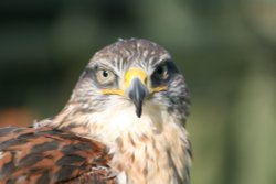 Devon Bird of Prey Centre