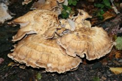 Fungi 2