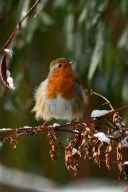 Robin in the Snow