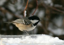 Coal Tit. Wallpaper