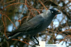 Jackdaw. Wallpaper