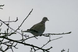 Collar Dove. Wallpaper