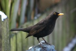 Blackbird male. Wallpaper