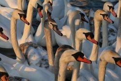 Boating Lake, South Shields Wallpaper