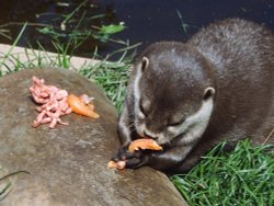 Dinner time Wallpaper